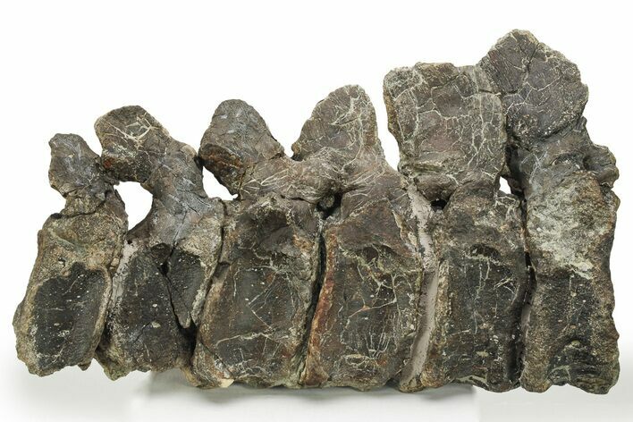 Articulated Hadrosaur (Maiasaura) Caudal Vertebrae - Montana #227424